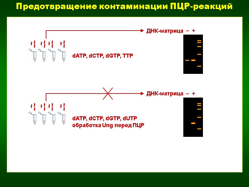 Предотвращение контаминации ПЦР-реакций